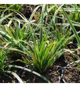 Carex morrowii 'Aureovariegata'