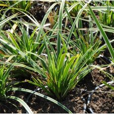 Carex morrowii 'Aureovariegata'