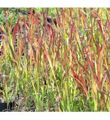 Imperata cylindrica 'Red Baron'
