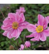 Anemone hupehensis 'Serenade'