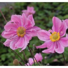 Anemone hupehensis 'Serenade'