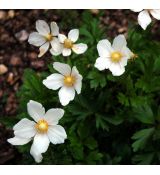 Anemone sylvestris