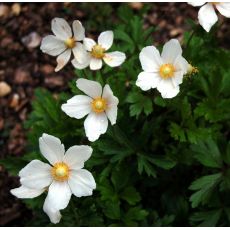 Anemone sylvestris