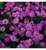 Aster 'Herbstgruss vom Bresserhof'