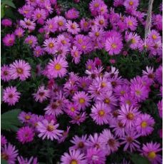 Aster 'Herbstgruss vom Bresserhof'