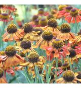 Helenium 'Rubinzwerg'