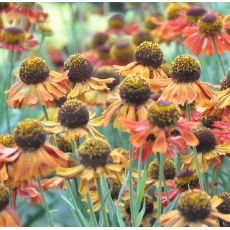 Helenium 'Rubinzwerg'