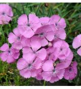 Dianthus callizonus