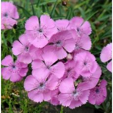 Dianthus callizonus