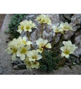 Saxifraga 'Andrea Cesalpino'