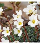 Saxifraga 'Ladislav Čelakovský'
