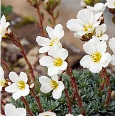 Saxifraga 'Ladislav Čelakovský'