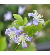 Clematis 'Praecox'