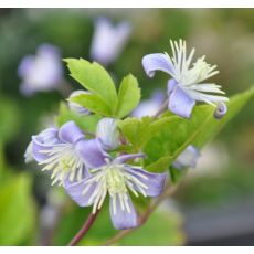 Clematis 'Praecox'