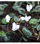 Cyclamen hederifolium album