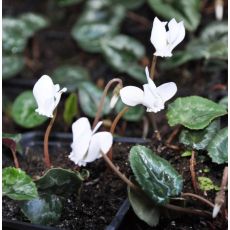 Cyclamen hederifolium album