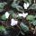 Cyclamen hederifolium album