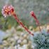 Saxifraga 'Theresia'