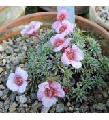 Saxifraga 'Radlice'