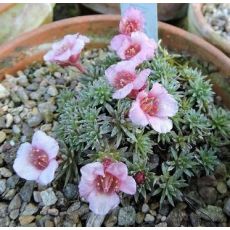 Saxifraga 'Radlice'