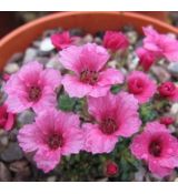 Saxifraga 'Maria Callas'