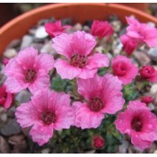Saxifraga 'Maria Callas'