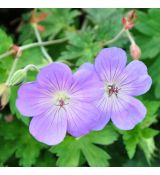 Geranium 'Roseane Blooms'