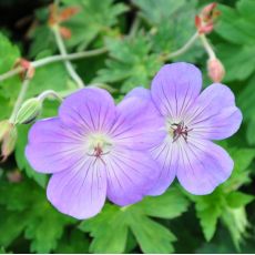 Geranium 'Roseane Blooms'