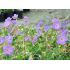 Geranium 'Roseane Blooms'