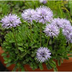 Globularia meridionalis