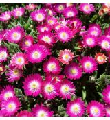 Delosperma 'Amethyst'