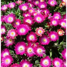 Delosperma 'Amethyst'