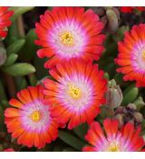 Delosperma 'Grenade'