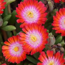 Delosperma 'Grenade'