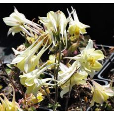 žltý orlíček , yellow columbine