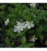 Vinca minor 'Alba'