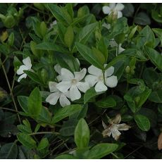 Vinca minor 'Alba'