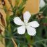 Dianthus deltoides 'Albiflorus'