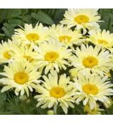 Leucanthemum 'Banana cream'