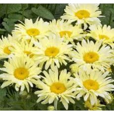 Leucanthemum 'Banana cream'