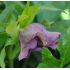 Helleborus 'Purple'