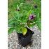 Helleborus 'Purple'