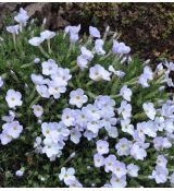 Phlox  'Joan's Blood'