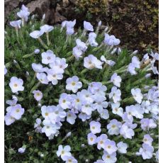 Phlox  'Joan's Blood'