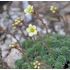 Saxifraga 'Karlštejn'