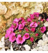 Saxifraga 'Satchmo'