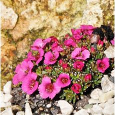 Saxifraga 'Satchmo'