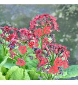 Primula japonica 'Miller's Crimson'