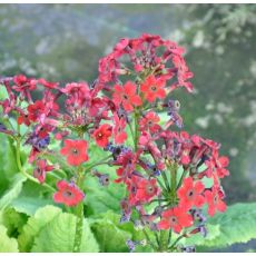 Primula japonica 'Miller's Crimson'