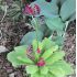 Primula japonica 'Miller's Crimson'